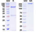 SDS-PAGE for Anti-CPV Capsid Antibody (Mab14)