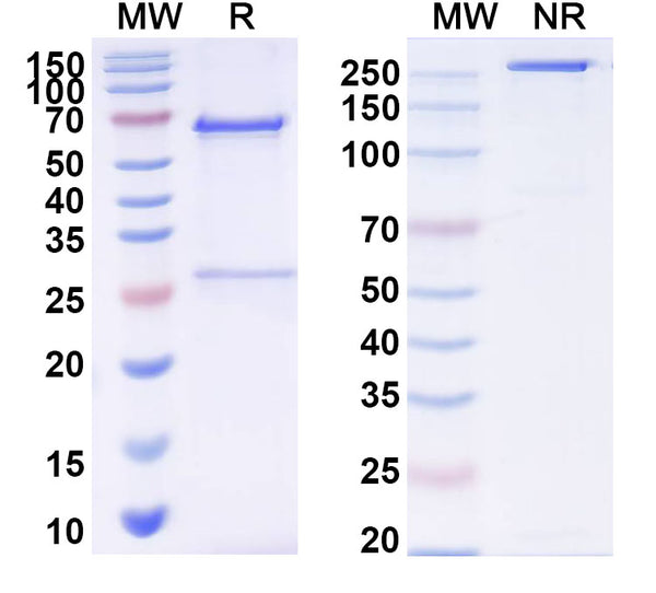 SDS-PAGE for Anti-CPV Capsid Antibody (Mab14)