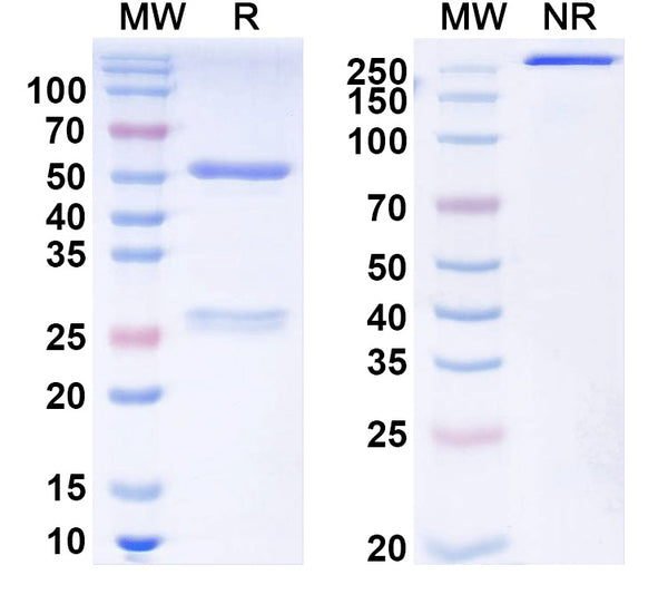 SDS-PAGE for Anti-ASFV B169L Antibody (1A031)