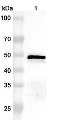Western blot analysis was performed using anti-N-CHPV  polyclonal antibody at 1ug/mL on various samples.
Lane 1: recombinant CHPV N/Nucleoprotein (Catalog No: VK773012)
