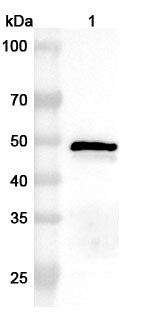 Western blot analysis was performed using anti-N-CHPV  polyclonal antibody at 1ug/mL on various samples.
Lane 1: recombinant CHPV N/Nucleoprotein (Catalog No: VK773012)