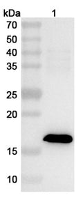 Western blot analysis was performed using anti-BVDV-NS3 polyclonal antibody at 1ug/mL on various samples.
Lane 1: recombinant BVDV NS3/p80 (Catalog No: VK778032)