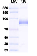 SDS-PAGE for Anti-BVDV Envelope glycoprotein E2 Antibody (SAA2087)