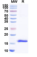 SDS-PAGE for Anti-HIV-1 nef/F-protein protein Nanobody (SAA1423)