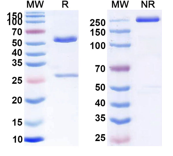 SDS-PAGE for Anti-HBV HBeAg Monoclonal Antibody (1A239)