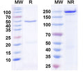 SDS-PAGE for Anti-HBV HBeAg Monoclonal Antibody (1A240)