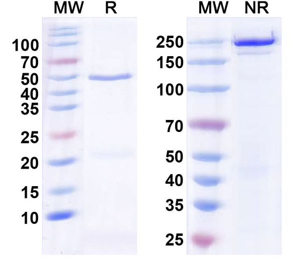 SDS-PAGE for Anti-HBV HBeAg Monoclonal Antibody (1A240)