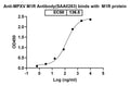 Detects Monkeypox virus/MPXV M1R in indirect ELISAs.