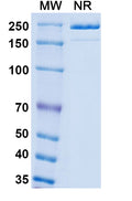 Detects Monkeypox virus/MPXV M1R in indirect ELISAs.