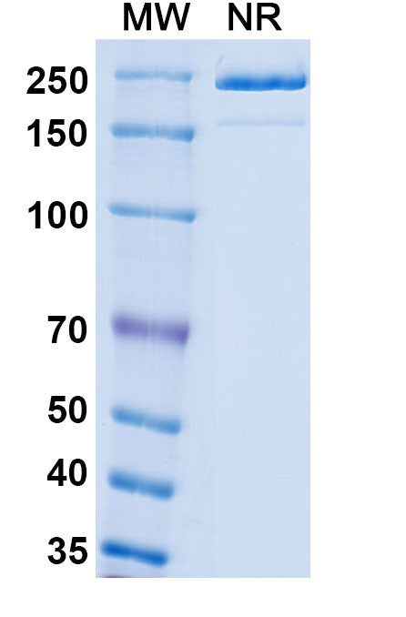 Detects Monkeypox virus/MPXV M1R in indirect ELISAs.