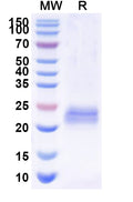 SDS-PAGE for Anti-Bacteriophage 933W stxB2/SLT-2b/VT2 Nanobody (Nb113)