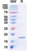 Recombinant LSDV RPO30/LSDV035 Protein, N-His