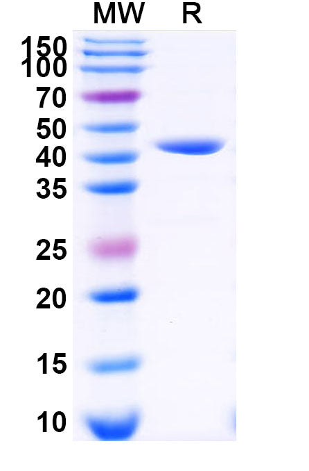 3C Protease