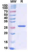 Recombinant ASFV MGF_360-4L Protein, N-His-SUMO