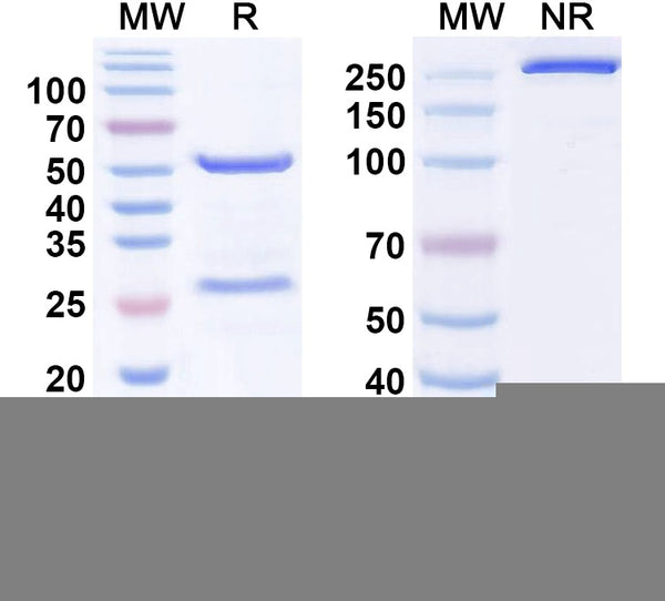 SDS-PAGE for Anti-EBV/HHV4 gB/BALF4 Antibody (1D8).
