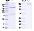 SDS-PAGE for Anti-EBV/HHV4 gB/BALF4 Antibody (CL55).