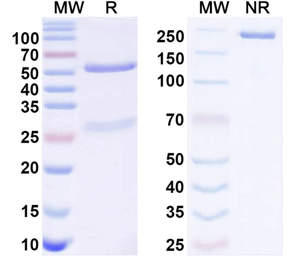 SDS-PAGE for Anti-EBV/HHV4 gB/BALF4 Antibody (CL55).