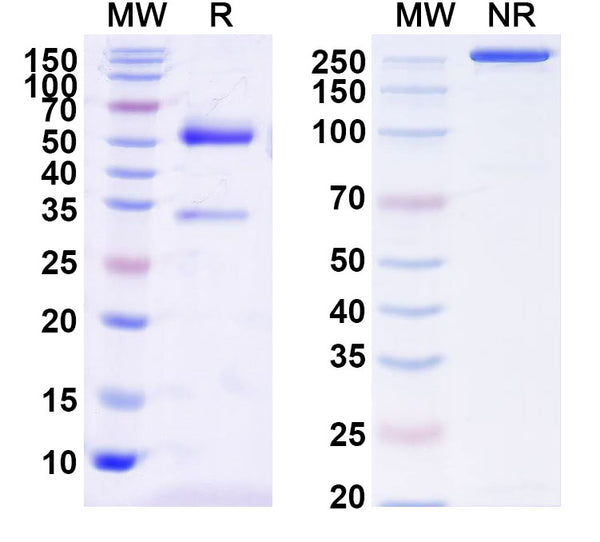SDS-PAGE for InVivoMAb Anti-MERS-CoV RBD Antibody (S41).