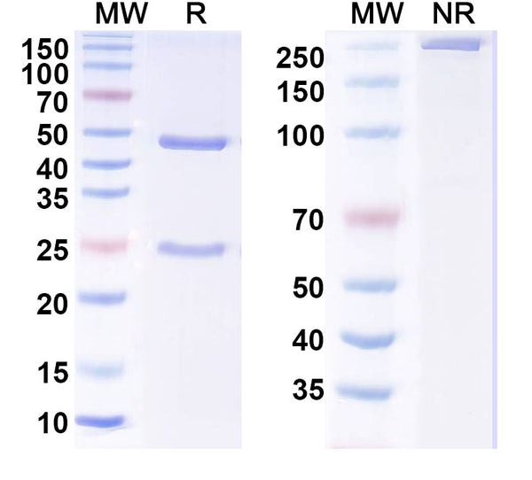 SDS-PAGE for Anti-MERS-CoV RBD Antibody (CDC2-C2)