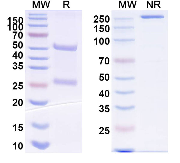 SDS-PAGE for InVivoMAb Anti-MERS-CoV RBD Antibody (m336).