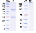 SDS-PAGE for Anti-MERS-CoV S2 Protein Antibody (G4)