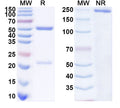 SDS-PAGE for InVivoMAb Anti-MERS-CoV S/Spike glycoprotein Antibody (2E6#)