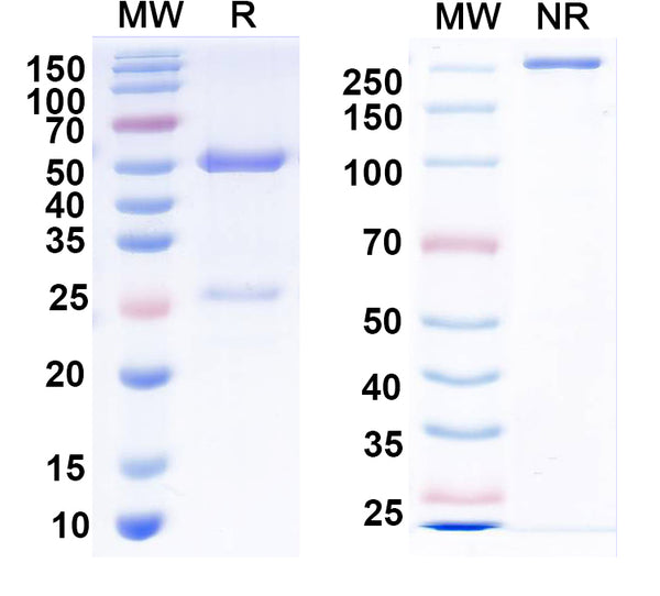 Detects recombinant Middle East Respiratory Syndrome Virus (MERS-CoV) spike protein NTD domain (Cat No.: VK800021) in indirect ELISA.
