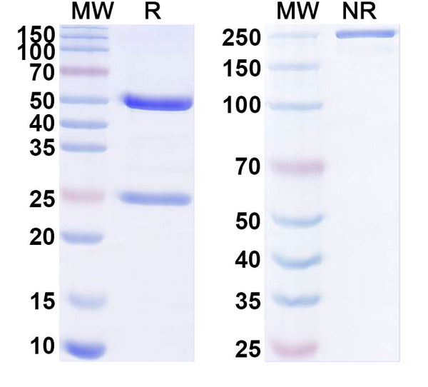 SDS-PAGE for Anti-SARS-CoV-2 NP/Nucleoprotein antibody (2D2).