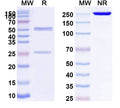 SDS-PAGE for InVivoMAb Anti-SARS-CoV NP/Nucleoprotein Antibody (CR3018)