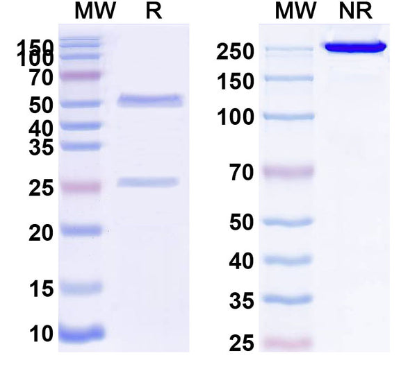 SDS-PAGE for InVivoMAb Anti-SARS-CoV NP/Nucleoprotein Antibody (CR3018)