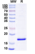 SDS-PAGE for Anti-SARS-CoV-2 NP/Nucleoprotein Nanobody (SAA0960)