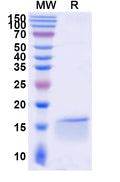 SDS-PAGE for Anti-SARS-CoV-2 NP/Nucleoprotein Nanobody (SAA0961)
