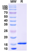 SDS-PAGE for Anti-SARS-CoV-2 NP/Nucleoprotein Nanobody (SAA1347)