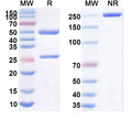 SDS-PAGE for Anti-SARS-CoV-2 NP/Nucleoprotein Antibody (SAA2158)