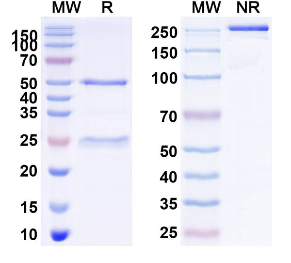 SDS-PAGE for Anti-SARS-CoV-2 NP/Nucleoprotein Antibody (SAA2159)