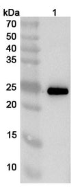 Western blot analysis was performed using anti-ASFV-E248R  polyclonal antibody at 1ug/mL on various samples.
Lane 1: recombinant ASFV E248R/Ba71V-132 (Catalog No: VK807012)
