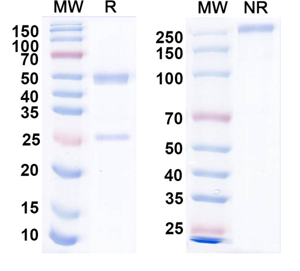 SDS-PAGE for Anti-ASFV F778R Antibody (1A020)