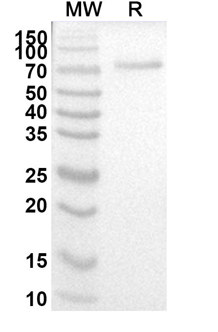 Recombinant Yellow fever virus Envelope protein E Protein, C-Fc