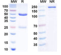 SDS-PAGE for Anti-ASFV p30 Antibody (SAA2187)