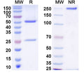 SDS-PAGE for Anti-ASFV p30 Antibody (SAA2188)