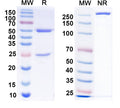 SDS-PAGE for Anti-ASFV p30 Antibody (SAA2189)