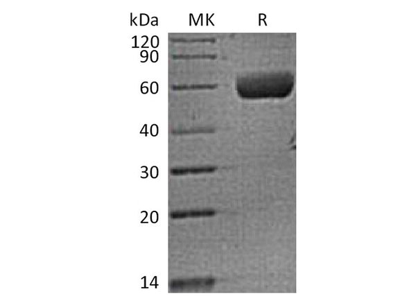 Recombinant Human FAM3B (C-Fc) – Figure 1 of 2