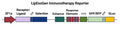 LipExoGen Reporter Lentivirus Vector Map