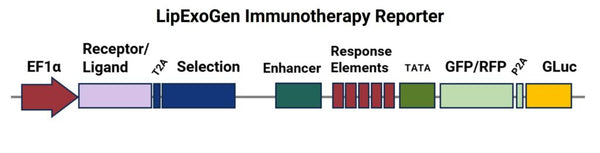LipExoGen Reporter Lentivirus Vector Map