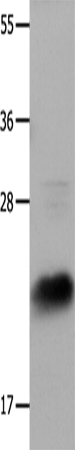 IL18 Polyclonal Antibody – Figure 1 of 4