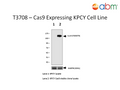 Cas9 Expressing KPCY Cell Line | Applied Biological Materials (abm)