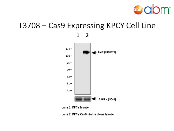 Cas9 Expressing KPCY Cell Line | Applied Biological Materials (abm)