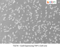 Cas9 Expressing THP-1 Cell Line | Applied Biological Materials (abm)