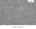 HuH7 Cells | Applied Biological Materials (abm)