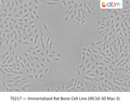 Immortalized Rat Bone Cell Line (IRC10-30 Myc-3) | Applied Biological Materials (abm)